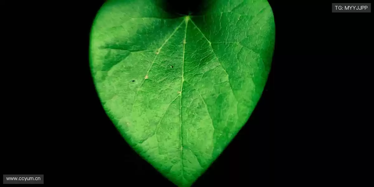 🏆官方正品，解锁你的运动潮流！🎁